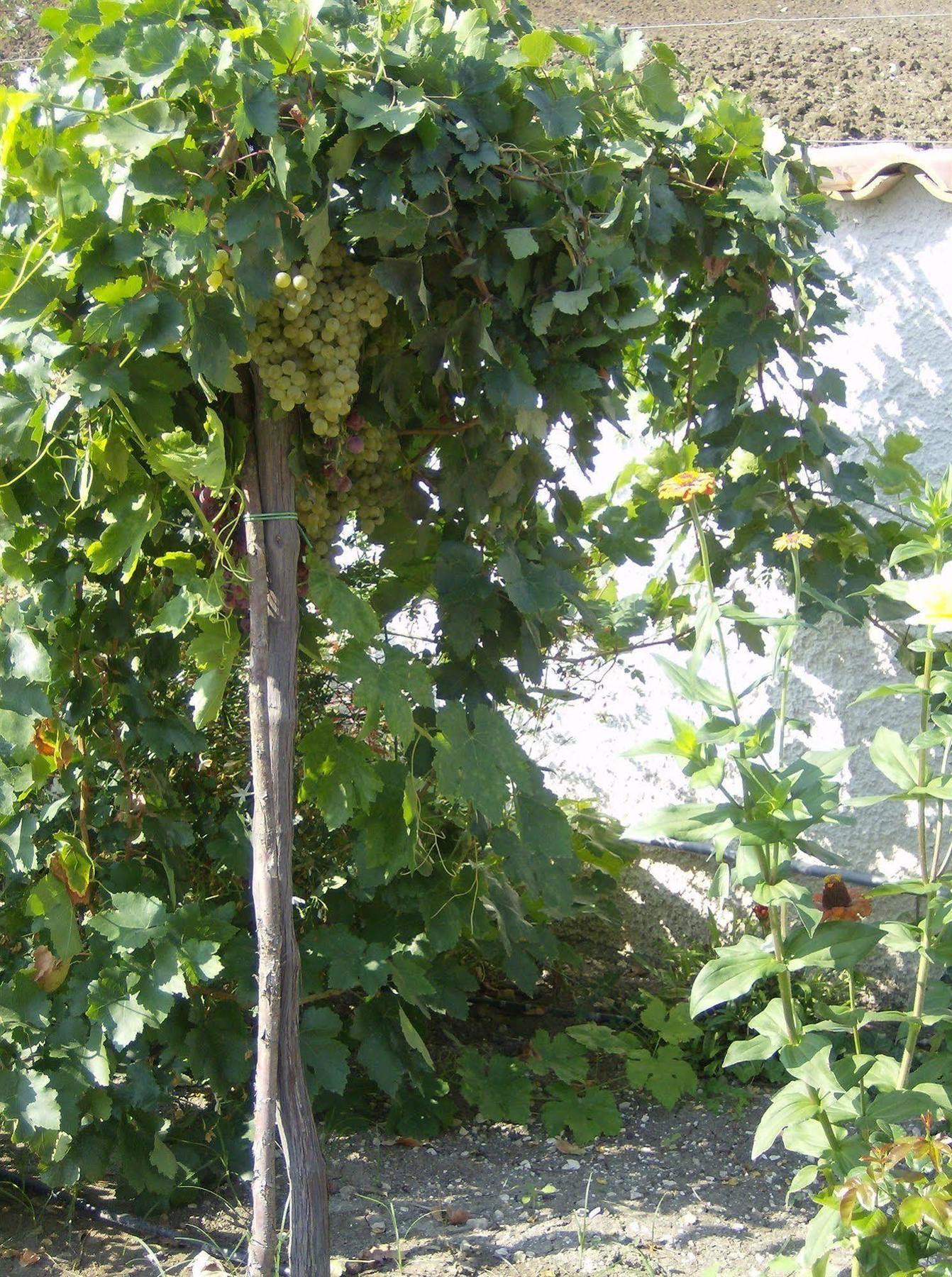 Casale Margherita Cammarata Esterno foto